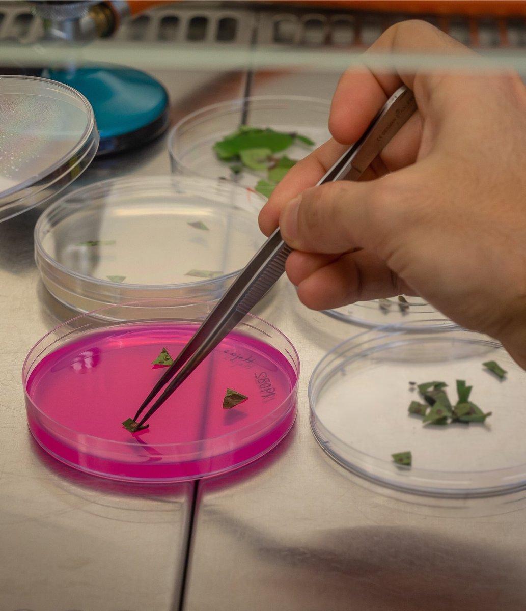 ValGenetics tweet media