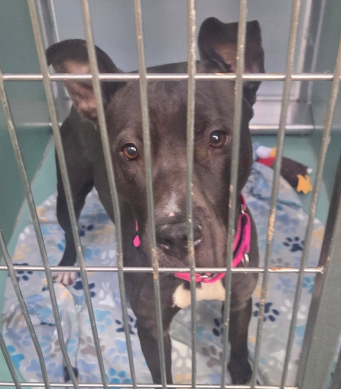 NMBewitched's tweet image. Missy😍😇💝
When your previous POS owner wanted a "watchdog" but ended up w/ the bestest lover in #MACC 

Hands down, the pup who everyone wants to take outside. 

#AdoptMe 
nycacc.app/#/browse/247589