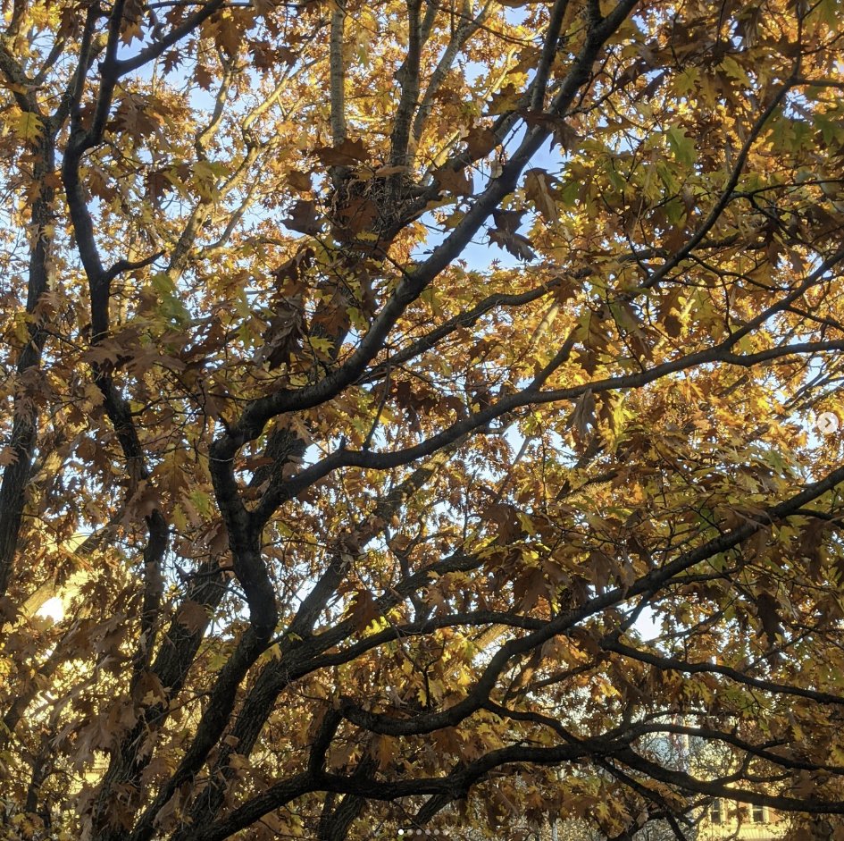 Andrew Siah tweet media