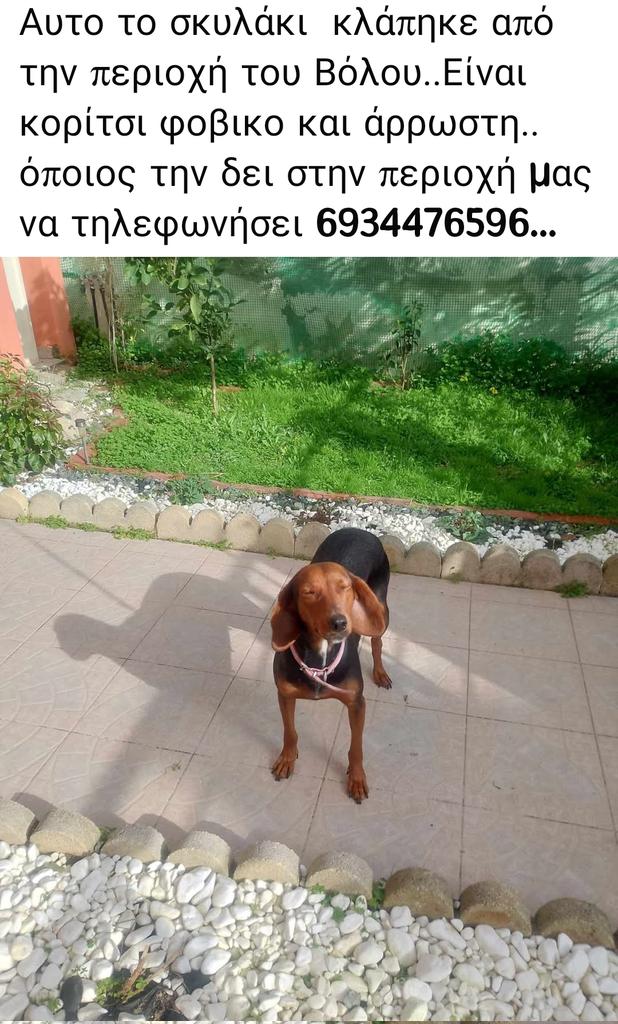 εφη απλα tweet media