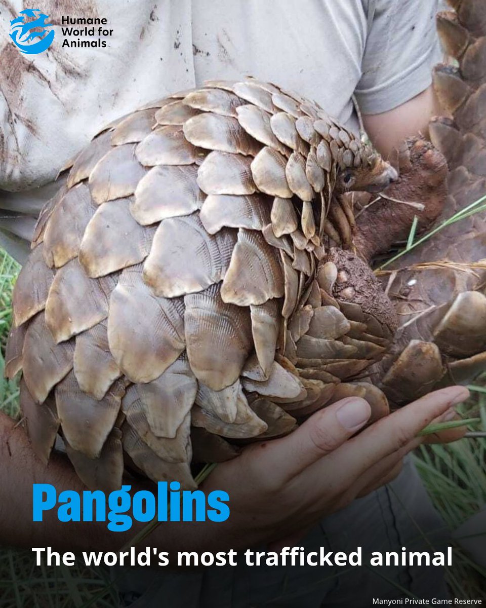 Humane World for Animals tweet media