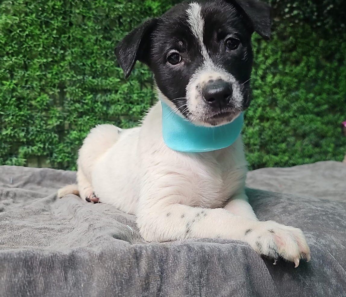 Firulais a salvo tweet media