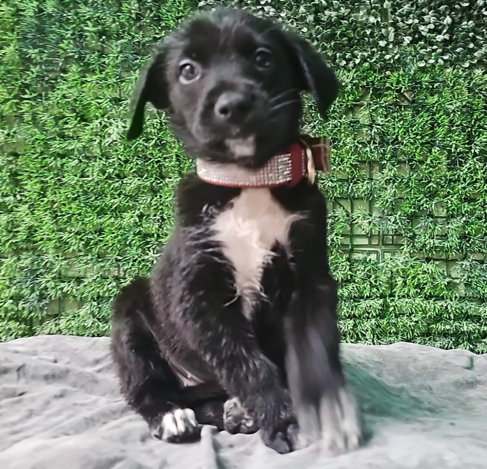 Firulais a salvo tweet media