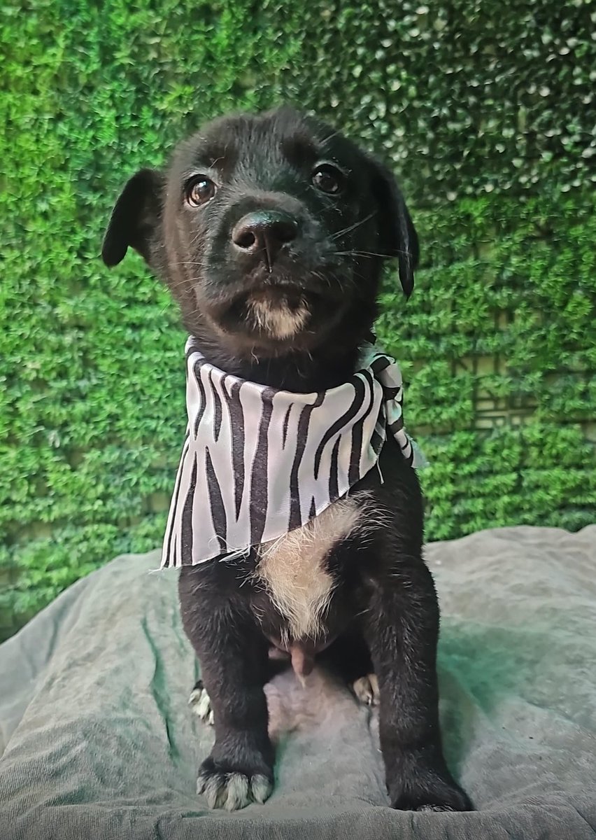 Firulais a salvo tweet media