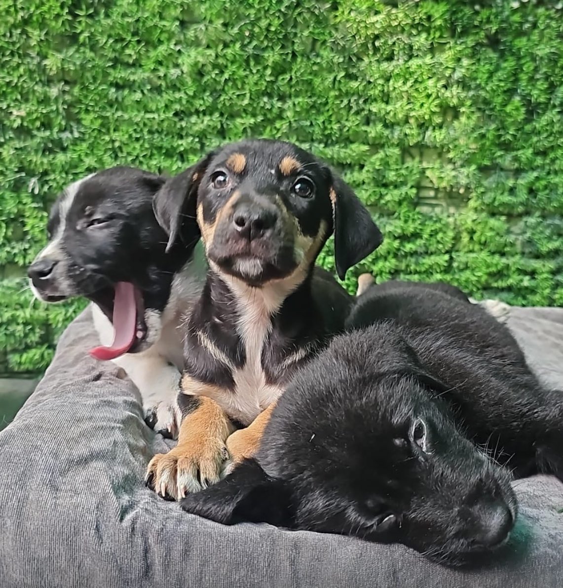 Firulais a salvo tweet media