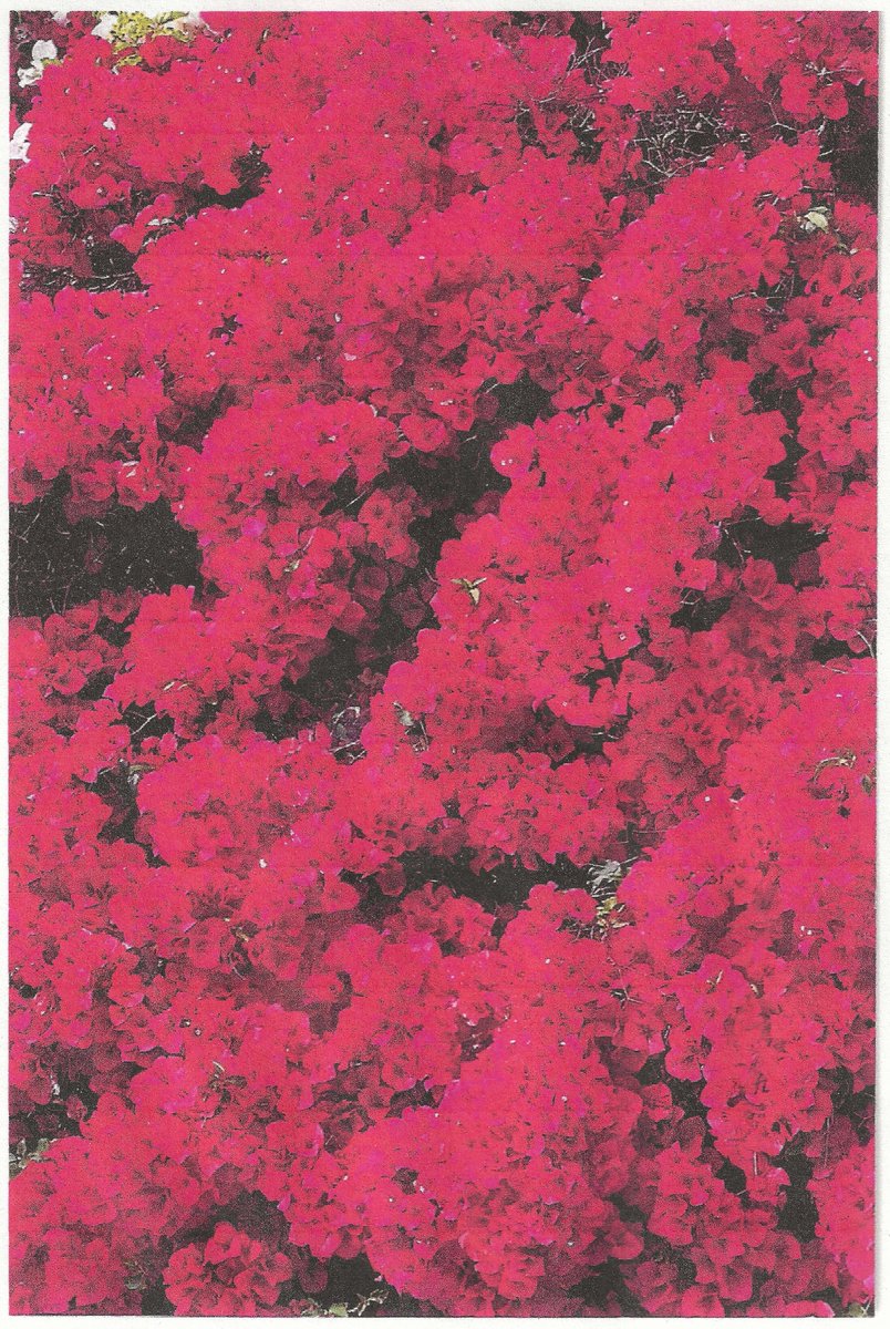 LFauexProd's tweet photo. Bougainvilleas color copy. https://t.co/B1QxRadYhh