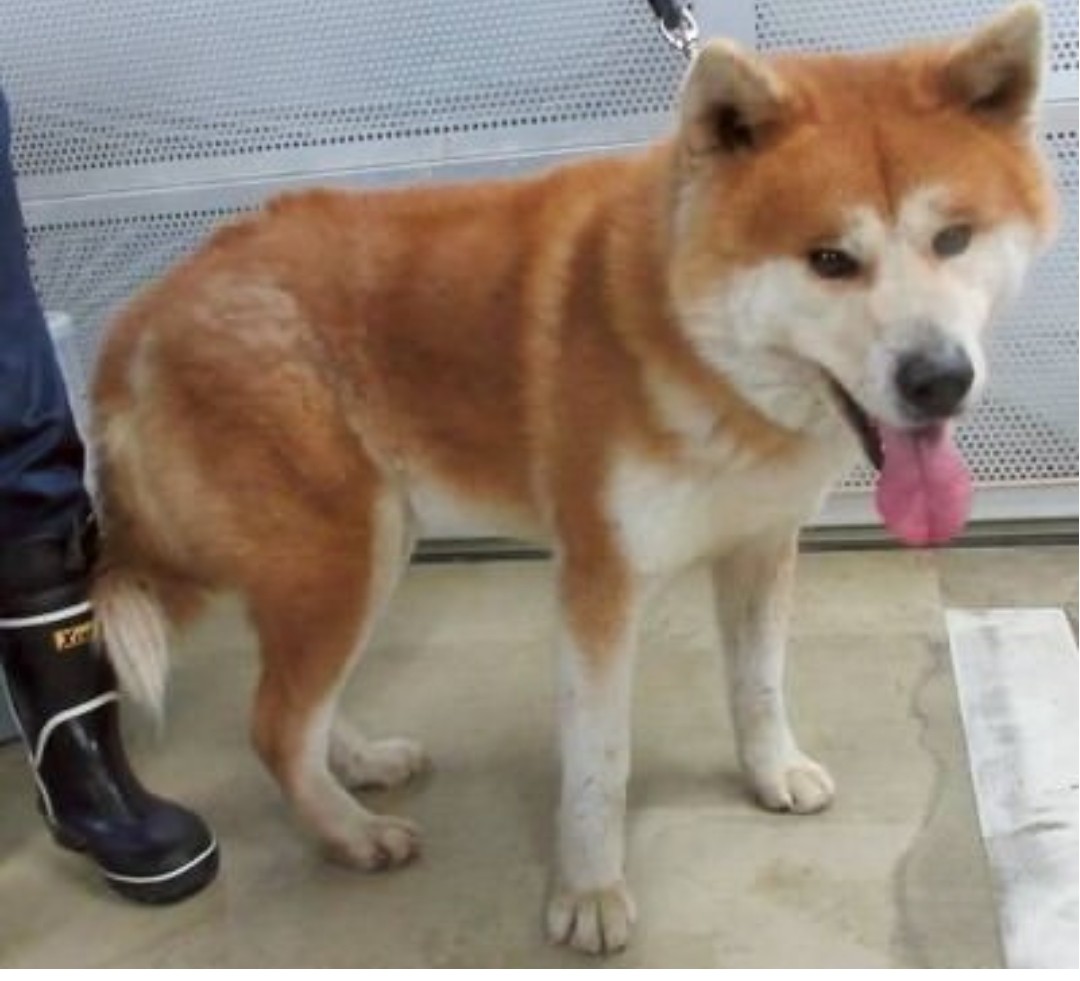 動物愛護団体 縁-en- tweet media