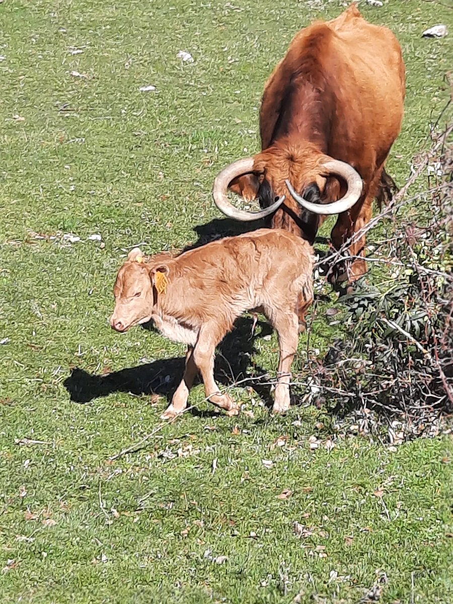 Antonio Bañuelos tweet media