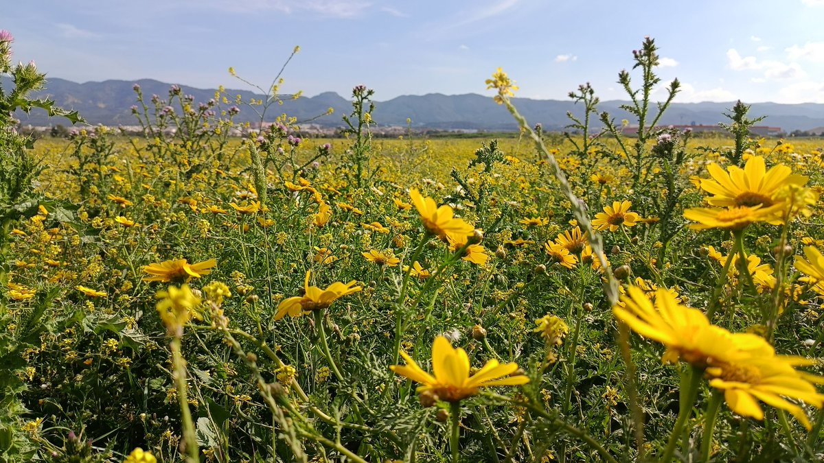 Ginés Mirón tweet media