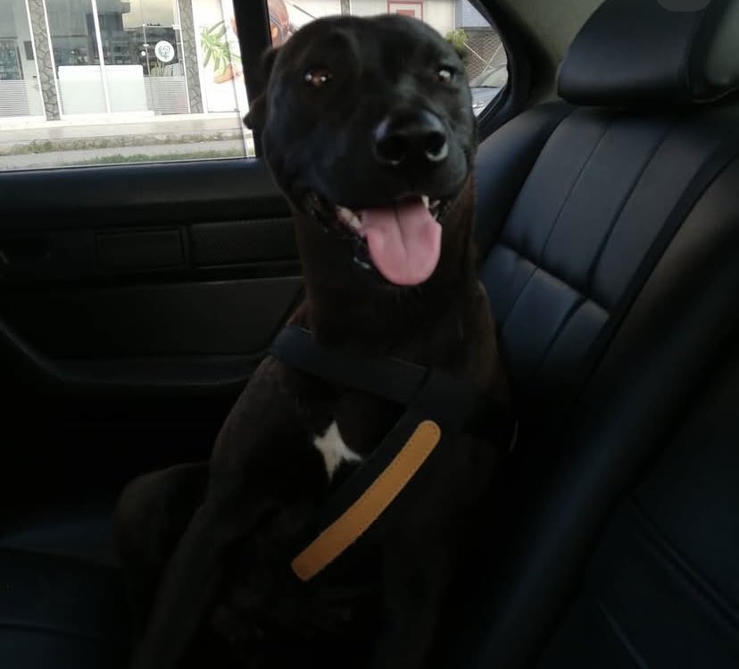 Elif Ozkan tweet media