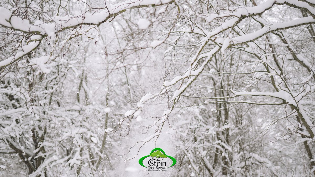 Stein Tree Service tweet media
