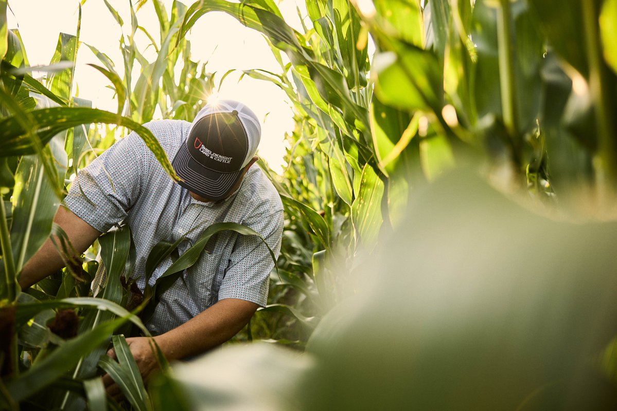 Texas Corn Producers tweet media