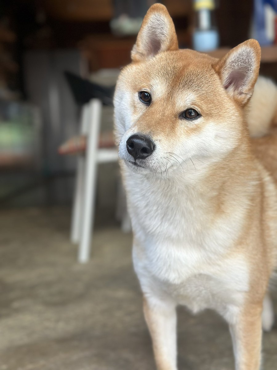 ハカマダユウキ tweet media