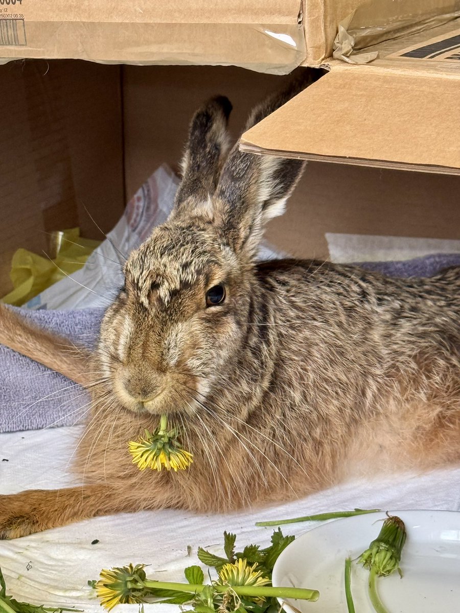 Moustache tweet media