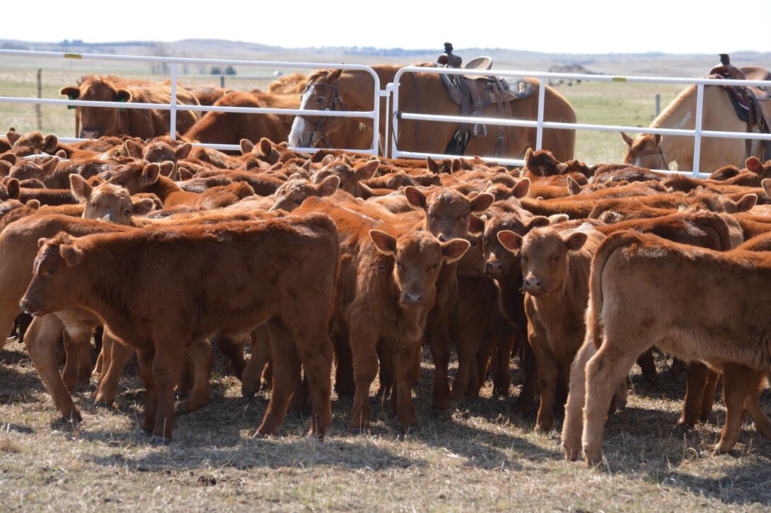 Central Sandhills Beef Educator tweet media