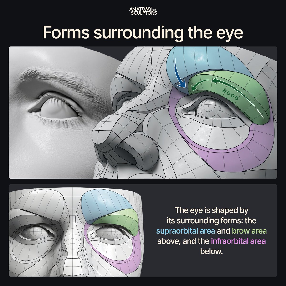 A4Sculptors's tweet image. When creating the eye, don’t focus only on the eyeball and eyelids. The forms above and below the eye play a major role in defining its final appearance. #anatomy #characterdesign #3dmodeling
