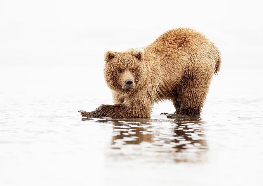 joancarroll's tweet image. Don't Bogart That Clam! buff.ly/vKXIHOd  #bear #brownbear #digging #mud #coastal #lakeclark #nationalpark #animalphotography #wildlifephotography  #naturephotography #nature #Travel #giftideas @joancarroll