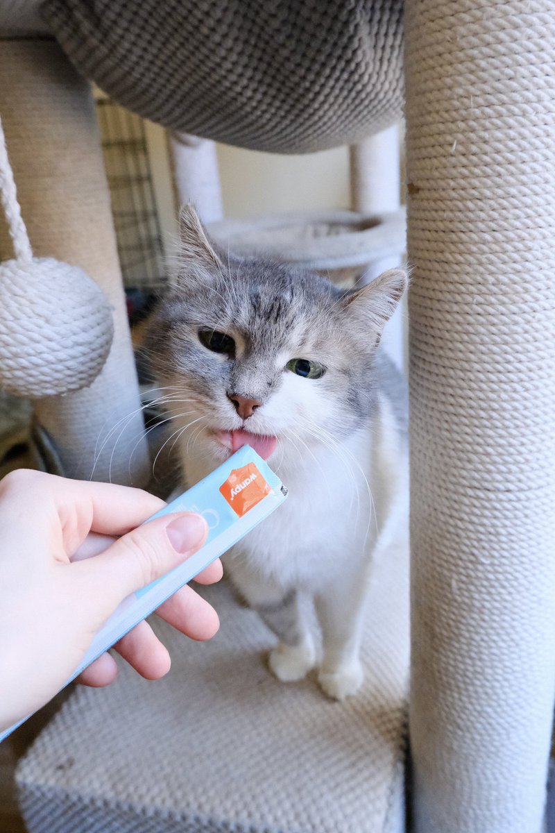 Мотя Мотя
Крихітна дівчинка чи доросла киця
Вона з нами з самого початку історії притулку. Забрали з закинутої промзони, стерилізували і живе далі з нами.

Звичайно, ми б хотіли для неї ліпшої долі, кращих апартаментів, дорожчого корму та люблячих батьків. Та, поки що, вона