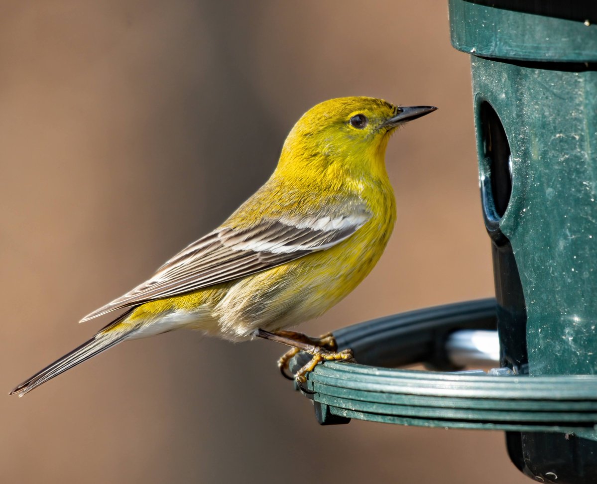 Manhattan Bird Alert tweet media