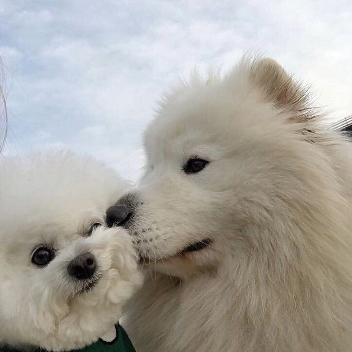 ꒰ ^- ᴥ -^ ꒱ semi ia tweet media