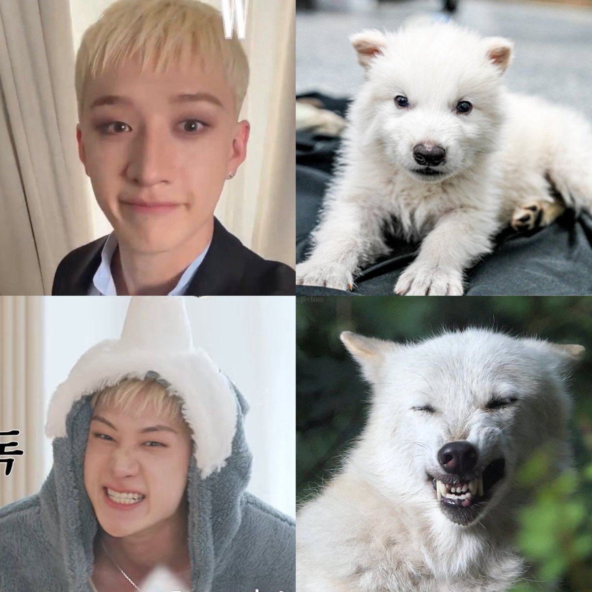wlfiechans's tweet photo. puppy either way🤏 https://t.co/Y6gC0sykcZ
