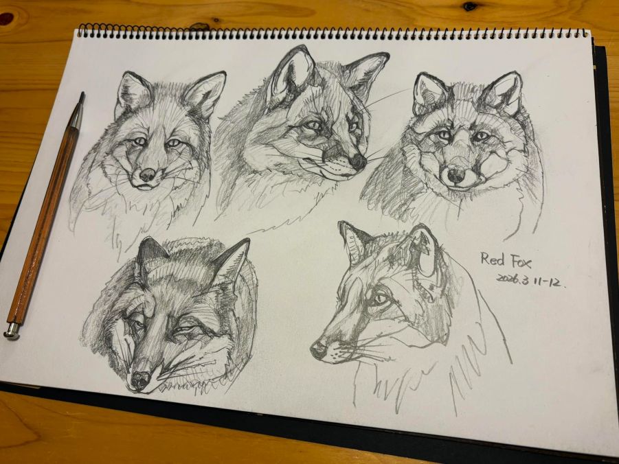 haiiromizunagi's tweet photo. いつもの所ⅠとⅡにて #キツネ #Fox #RedFox #Vulpes #Caninae #Canidae を #大人の鉛筆 を使って #スケッチ #ドローイング 最後に描いた右下は別として、2つはかなり手古摺った‥難しい。3月は卒業シーズン‥いつもお世話になっている2か所で、今日が最後の勤務‥を見送った。お世話になりました‥ https://t.co/mWoI6EkF2E
