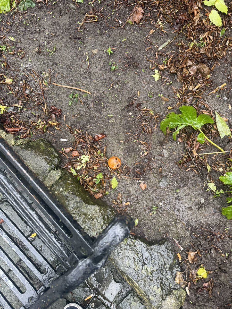 EscalaĎamǐ 🪖 💰 tweet media