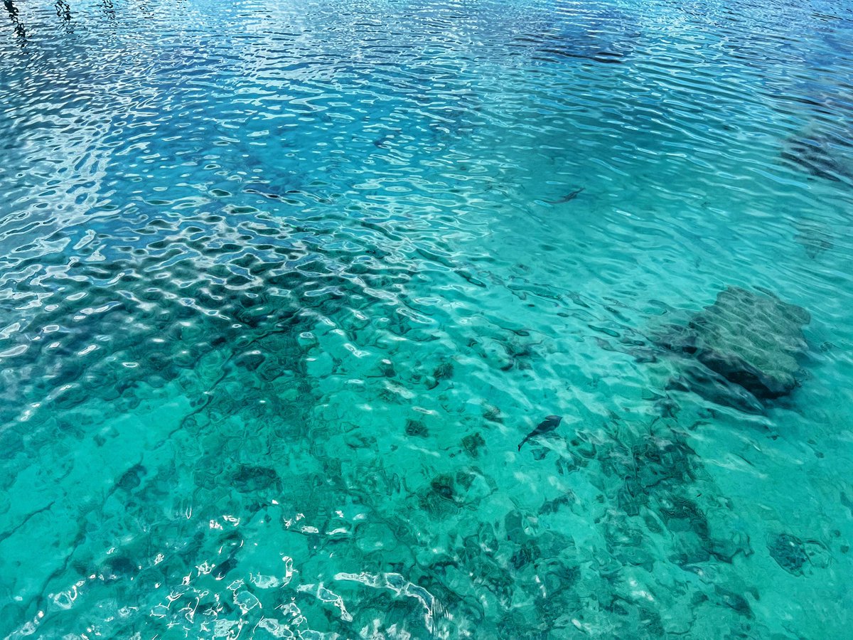 SRANKMAID's tweet photo. 古宇利島の後は備瀬のフクギ並木へ。
木漏れ日が差す緑のトンネルを散策した後、ブセナ海中公園に立ち寄りました。
当日は「にごりあり」の予報でしたが、グラスボートや海中展望塔のガラス越しに海の生き物たちがよく見え、ビーチの透明度の高さにも驚きました。 https://t.co/i9cSWxfekr