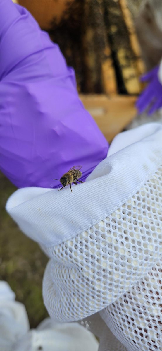 MSU Microbiology, Genetics, & Immunology tweet media