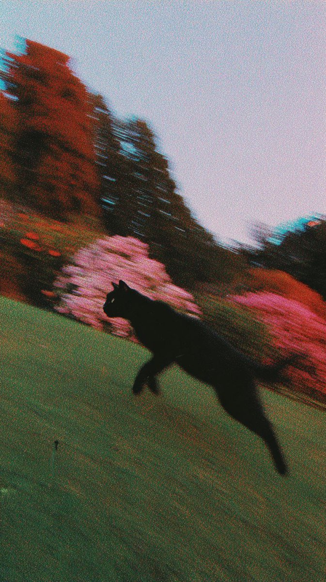 Ramin Nasibov tweet media