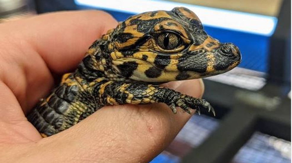 <a href="/SaurianCYH/">SaurianCYH</a> chinese alligator baebe