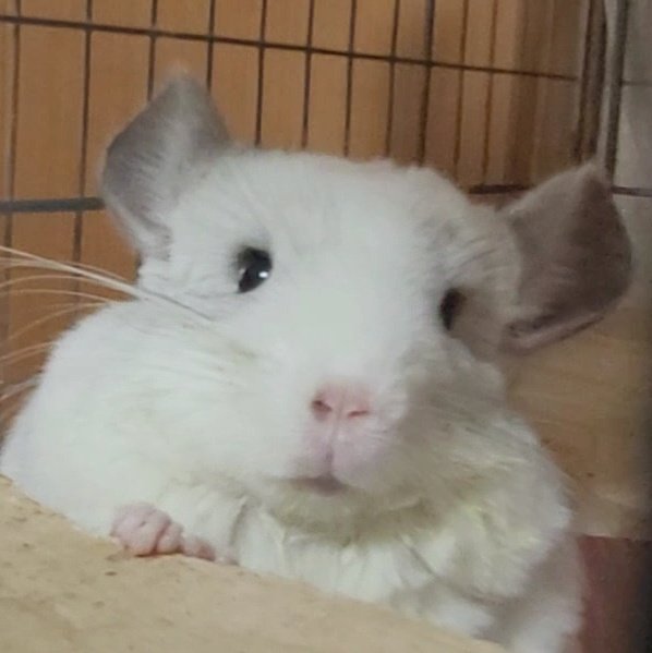 だぱんだ@しっぽくらぶ tweet media