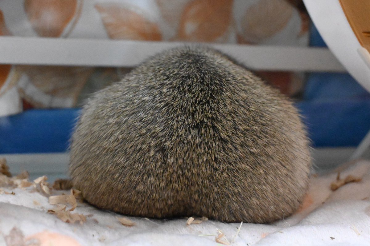 キャラメル🐿 tweet media