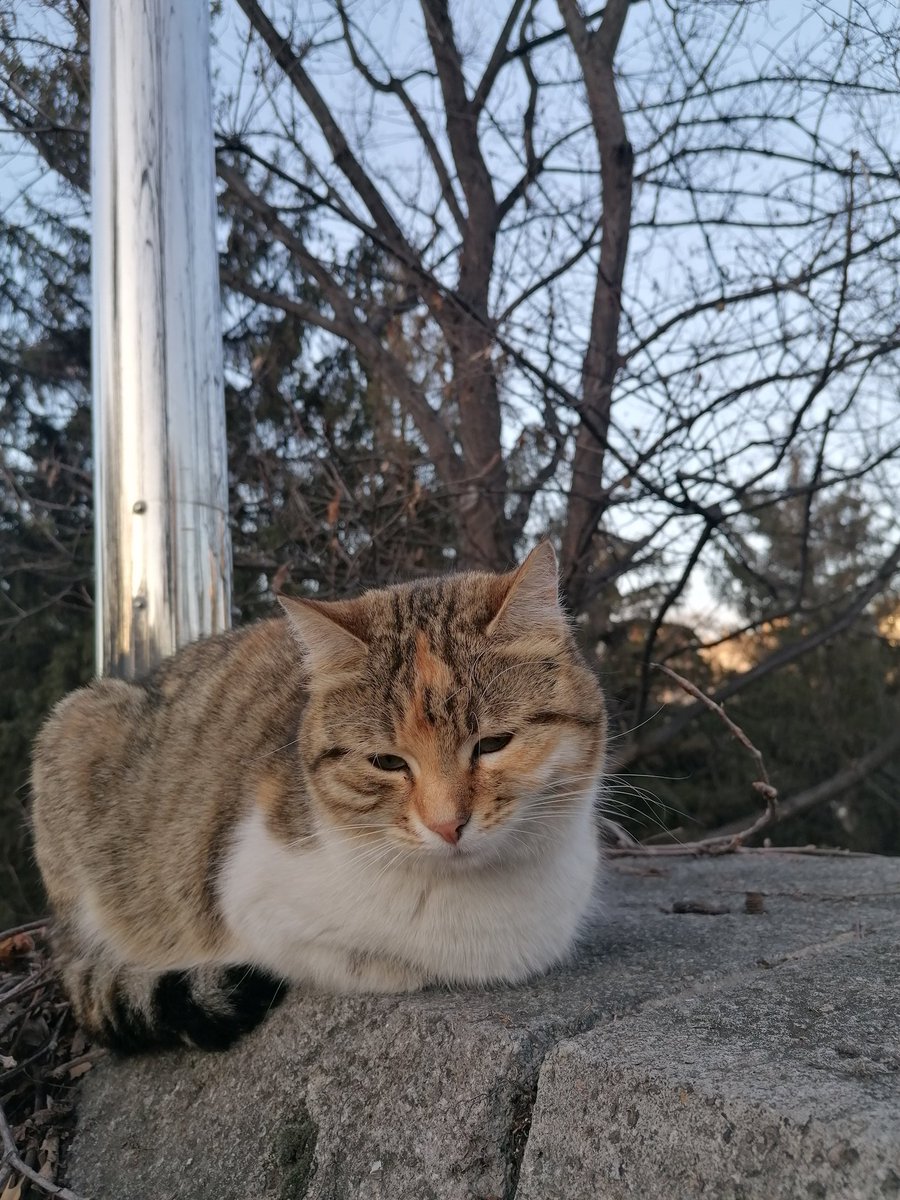 Meclis kedisi, "İmamoğlu'na yine yaptılar yapacaklarını" haleti ruhiyesi içinde.