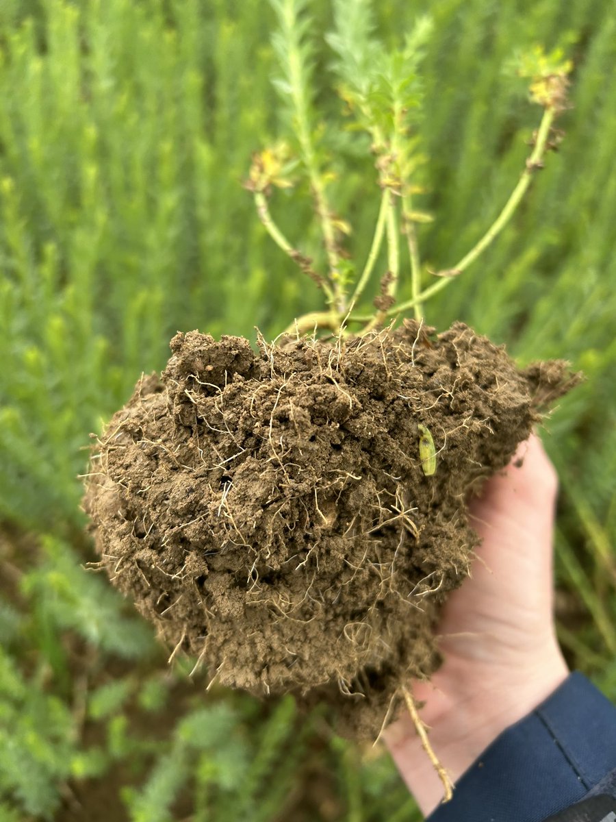 Hannah Foxall tweet media