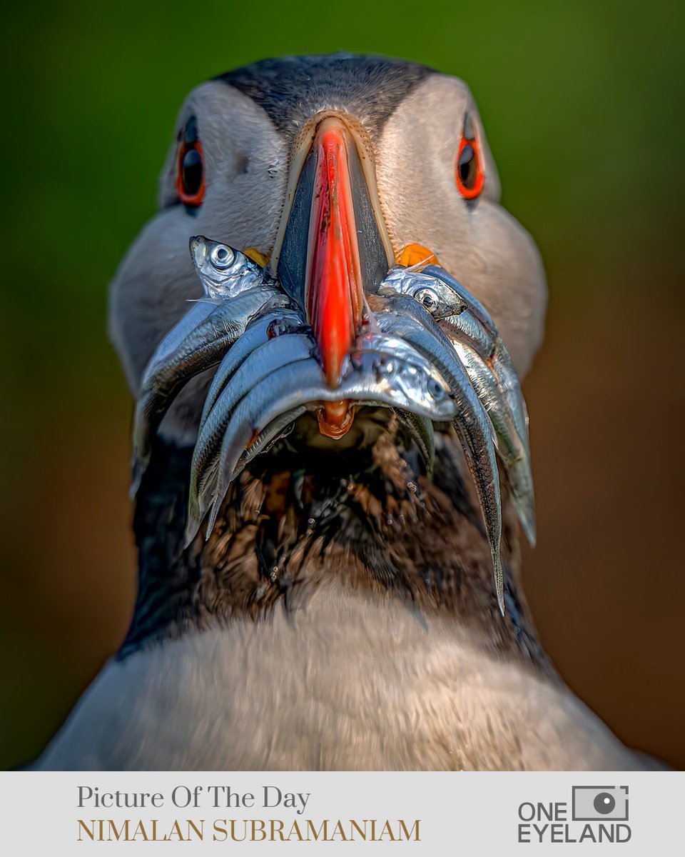 One Eyeland tweet media