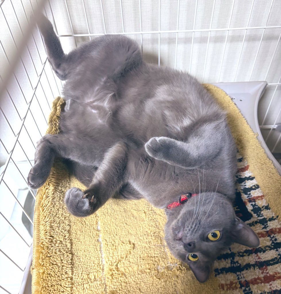 らむ🐱 tweet media
