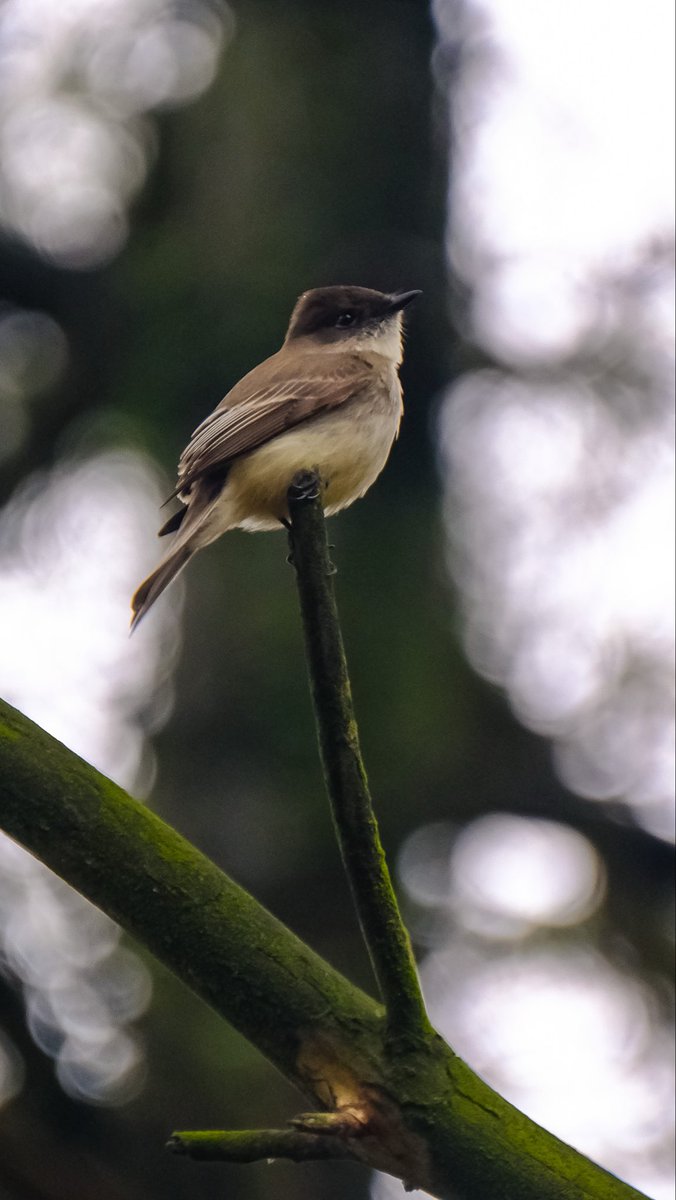 birds101 tweet media