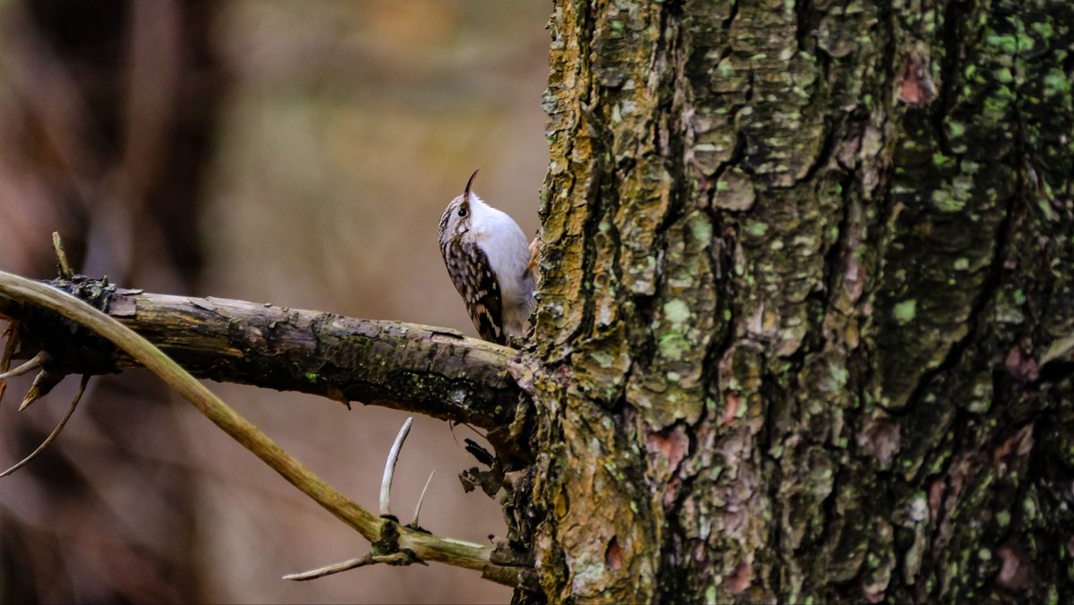 birds101 tweet media