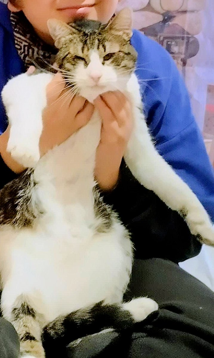 🆘🆘¡¡ATENCIÓN!!🆘🆘
NEULA 😿se ha perdido en la calle Alfonso XII entre Pep Ventura y Gorg #Badalona
#Barcelona 
Si la ves contacta con:
📞 606 149 751
Máxima difusión.
📣📣📣
#XarxaBarcelonaPerduts
#FemXarxa