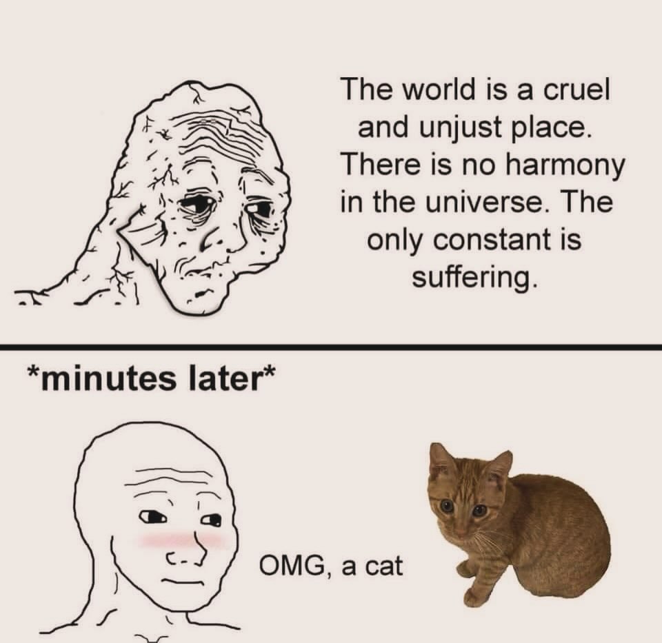 Punch Cat tweet media