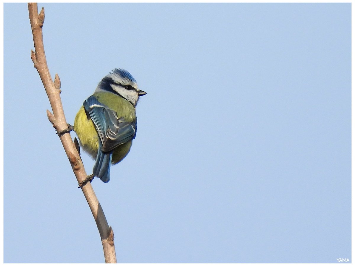 Yama 山 tweet media