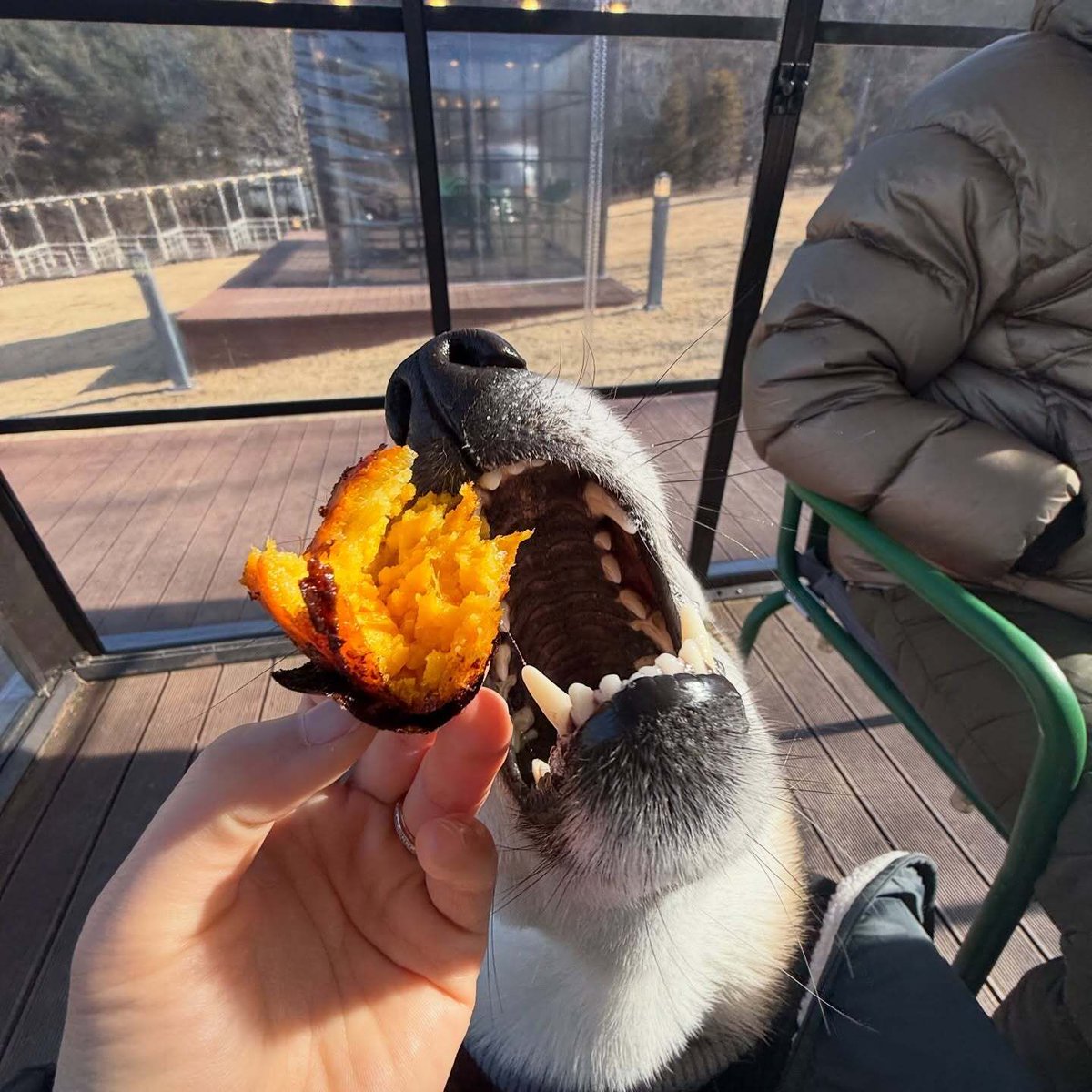 ProbablyNotWolf's tweet photo. MINE https://t.co/ZQ8NhOgJGI
