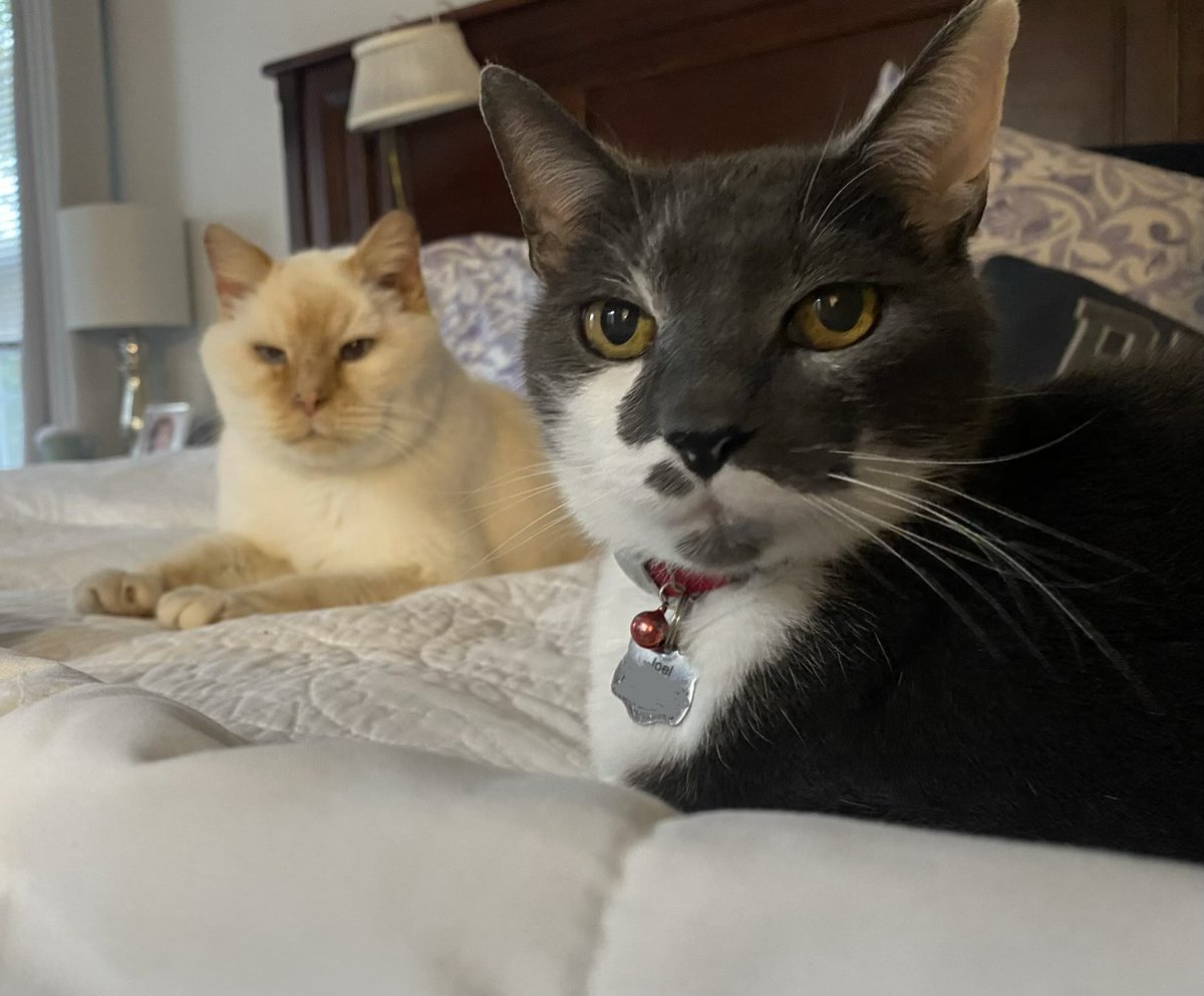 MRidgemerebro's tweet photo. From the 80’s yesterday to 40’s with rain/snow today! We’re gonna be inside boys! With @MRidgemere #CatsOnX #catsontwitter #crazyweather #Marchinvirginia https://t.co/EjL3eEBByA