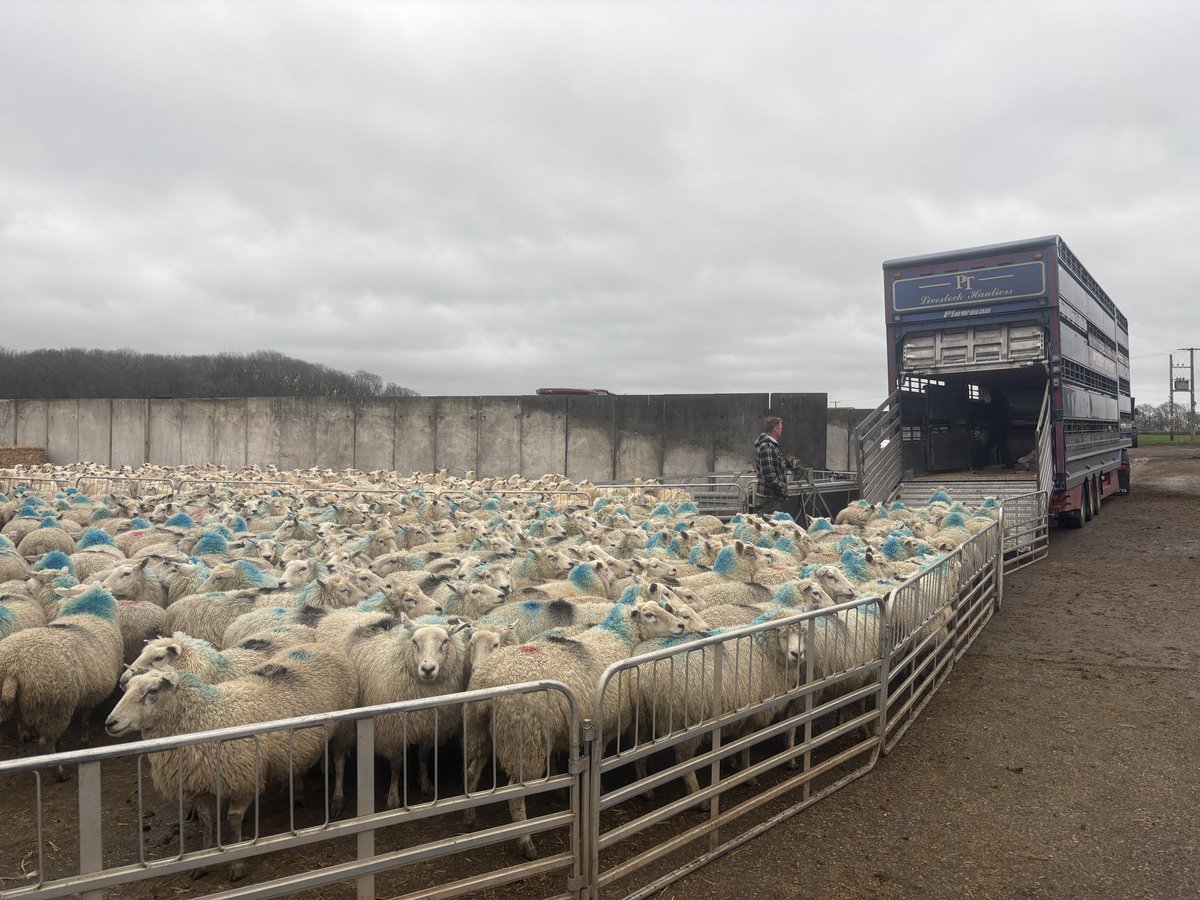 Peredur Owen tweet media