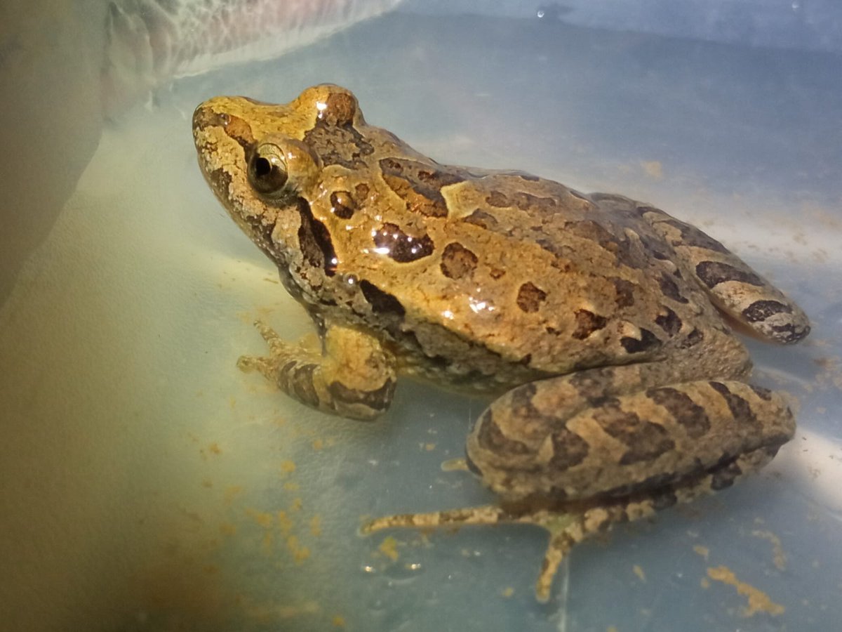 Basozainak / Guarderío de Medio Ambiente tweet media