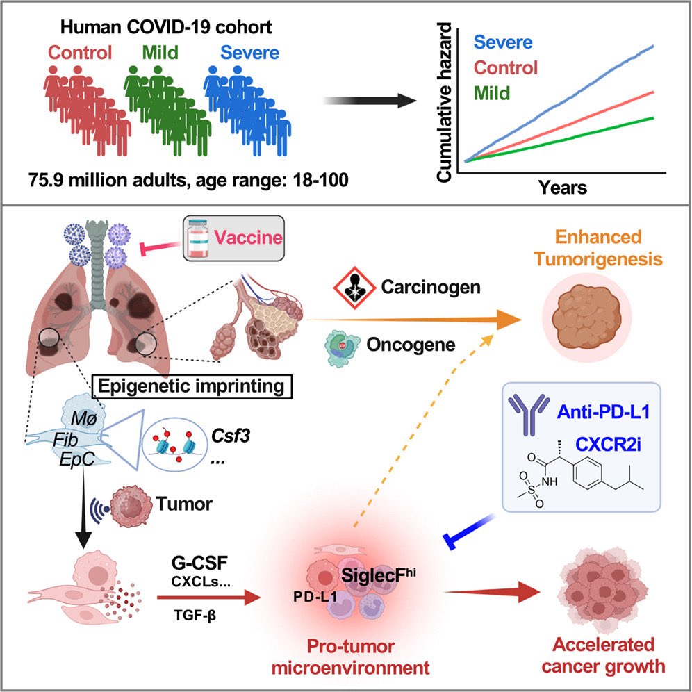 New research suggests that severe COVID-19 pneumonia may increase the risk of developing lung cancer later.

➡️ Patients previously hospitalized with severe COVID showed a higher likelihood of subsequent lung cancer.

➡️ In animal studies, severe respiratory viral infections