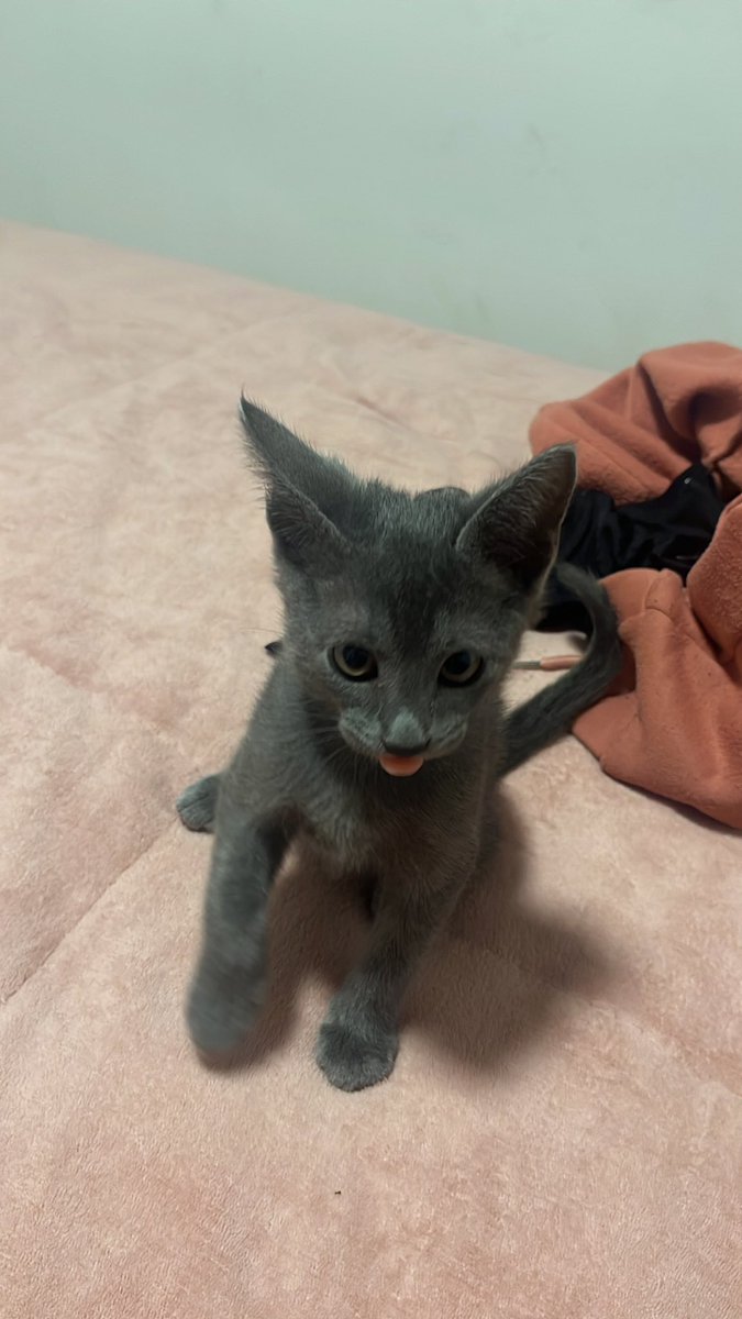 Caroline Ferreira tweet media