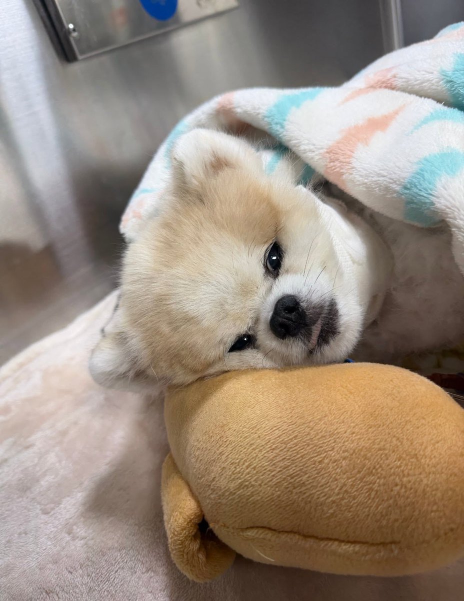 🩵🐶 información sobre kookeu, el perrito de nayeon:

“después de la primera cirugía, tuvo que ser operado nuevamente a los 9 días, aún no se recupera.

aunque nos recomendaron que, en lugar de seguir con más tratamientos, lo lleváramos a casa para pasar sus últimos momentos;