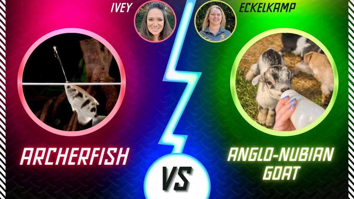 UT Animal Science tweet media